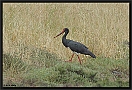 Zwarte Ooievaar, Black Stork, Ciconia nigra Location: Skala Kaloni, Greece (Lesbos) zwarte ooievaar 7D 3897 kopie